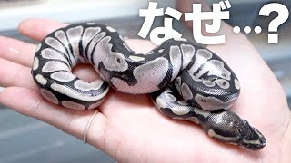 ありえない蛇が生まれました