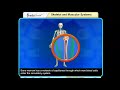 Understanding Blood Production and the Skeletal System