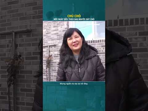 Chú chó mỗi ngày đều di theo người dắt chó