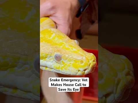 Snake Emergency: Vet Makes House Call to Save Its Eye😱🐍#shorts #snake