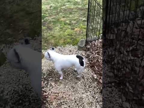 Pee Pee time for Sir Winston #frenchbulldog #frenchie #peepee #pottytime