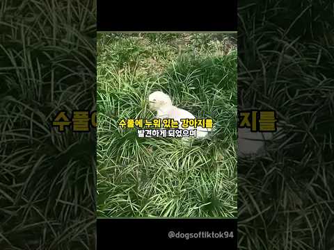 등에 상처가 난채 수풀속에 쓰러져있는 강아지를 데려왔더니 생긴 변화