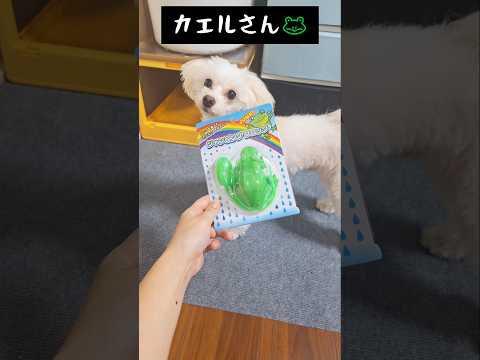 楽しそうにしてたのに… #かわいい #犬