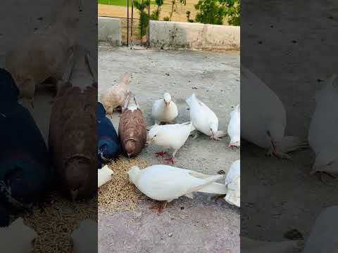 #pigeon #viral #shortvideo #shorts