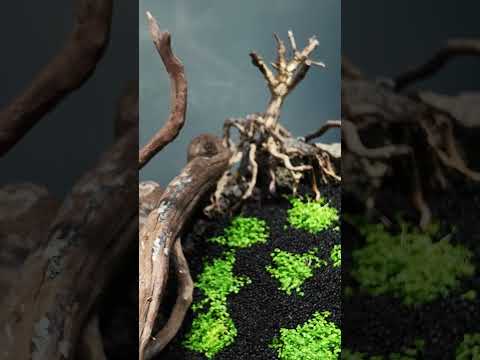 Hardscape / 骨格