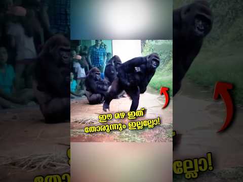 മഴ നനയുമ്പോൾ ഉള്ള ആ എക്സ്പ്രഷൻ ആണ്.!😂
