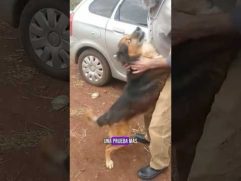 Los perros jamás olvidan 🐶🥺