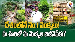 కడియపులంక నర్సరీ మొక్కలు wholesale prices లో | Business Opportunity | Telugu Self Employment Ideas