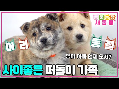 [#새롭동물농장] 이 귀여운 댕댕이들의 부모는 누구?🐶 비밀스럽게 새끼들을 찾아오는 떠돌이 부모견의 사랑❤️ / EP.1208 #TV동물농장 #AnimalFarm #SBSstory