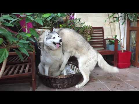 😘Смешные Хаски в корзине. Funny husky in the basket.