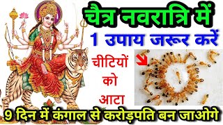 नवरात्री में चीटियों को आटा डालने से अचानक क्या होता हे ! navtari me chitiyo ko aata dalna subh /
