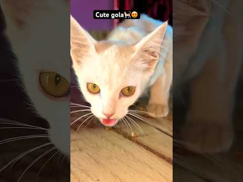 Cute gola #shorts #ytshorts #cat video #animallovers #petlover #voiceforvoiceless #bezubaanjaan
