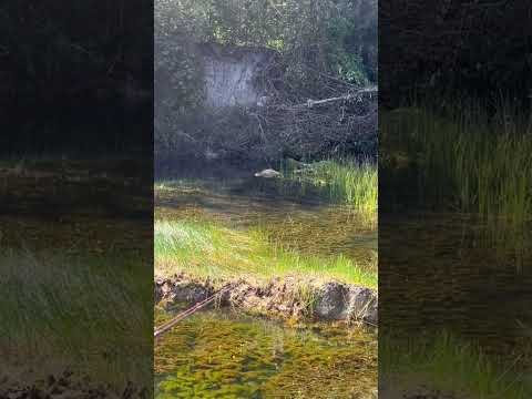 spot elite sambaran sulit #casting #giantsnakehead #shorts