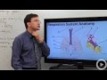 Respiratory System Functions and Mechanisms