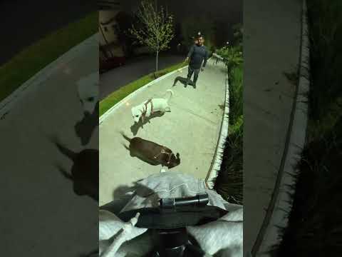 Nos encontramos a otro Pitbull (?) 🤨