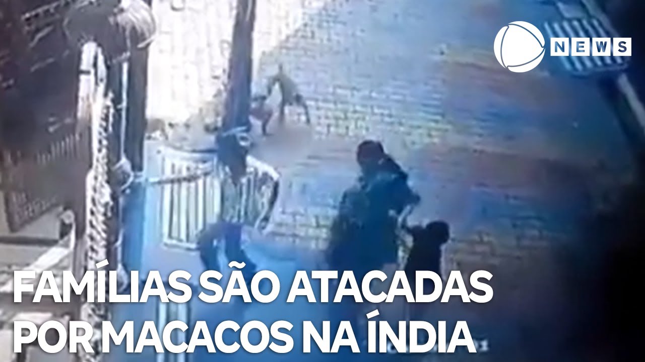 Famílias estão sendo atacadas por macacos na Índia