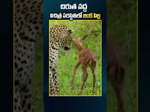 Deer Cub Cheetah | జింక పిల్లని నోట కరచి చెట్టు మీదకు తీసుకువెళ్లిన చిరుత తరువాత ఏం చేసింది?