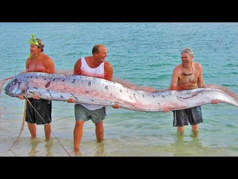 Fishermen Drag Out THIS Creepy Creature From Ocean