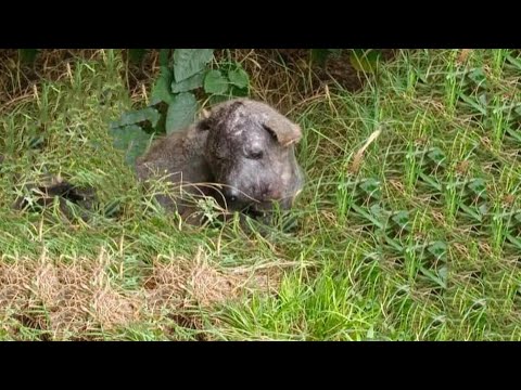 A Disfigured Face, Wounds Full of Pus—A Helpless Dog Abandoned in Despair