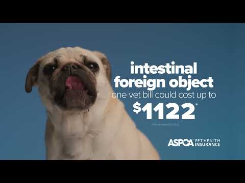 Swallowed the Wedding Ring? ASPCA® Pet Health Insurance Can Help
Cover Pet Care Costs