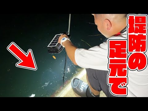 堤防の足元をライトで照らすとアイツがいた！！