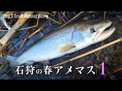石狩方面の川に、早春のアメマスを釣りに行きました。