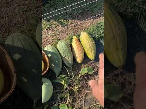 Best Melon Year, Last Harvest 🍉🍈 #watermelon #melon #gardening