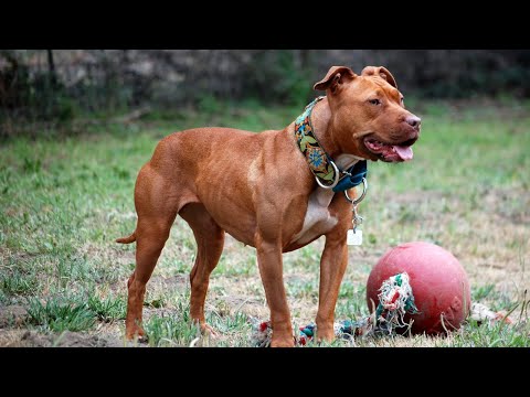 Is Your Dog a Purebred American Pit Bull Terrier? Here's How to Tell!