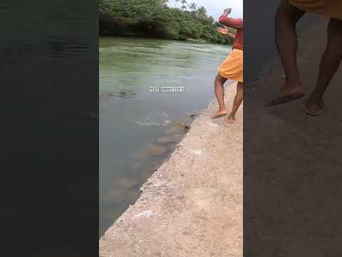 നാടൻ ചെമ്പല്ലി 🔥🔥🔥#mangrovejack #fishing_kerala #fishing video #kerala fishing #chempalli pidikkan#