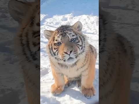 The little fat tiger who was excluded by his peers #animals #cute #tiger