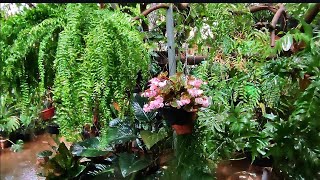 florestinha folhagens chuva mudança conversar saldades de vcs. 🌧️🪴🌿🥰🥹