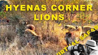 Lions Clash with Hyenas & Elephant Soccer Skills! | Virtual Safari #279