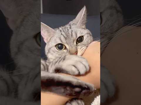猫の動画サムネイル - パパと絶対に離れたくない猫...笑 #shorts #猫 #cat