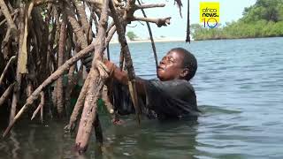 YouTube video thumbnail: Mangrove Loss Threatens Sierra Leone's Oyster Harvesters