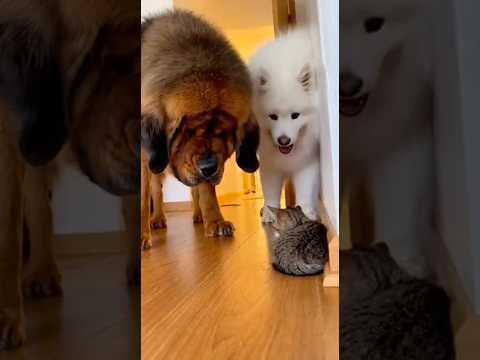 Mama Cat's RAGE Mode: Cat Goes T-REX! Takes Down Tibetan Mastiff & Pyrenees 🦖🤯💥