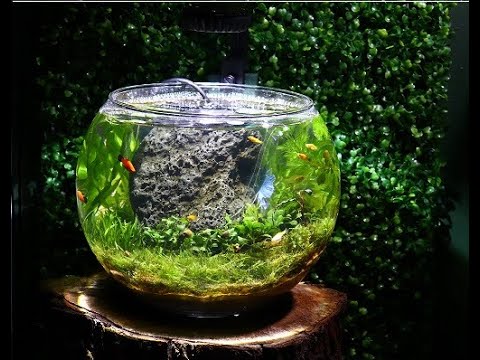 *DIY* Planted Fish Bowl Setup - Non Co2 Tutorial ( Hey Guys!

 This time around we have a Different one. I'm excited about this one! So far I feel as i