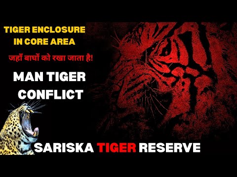 TIGER ENCLOSURE IN CORE AREA | MAN TIGER CONFLICT! Sariska Tiger Reserve Alwar #tiger