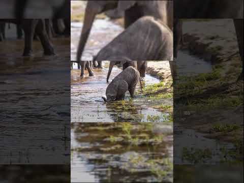 Fun Fact   How Baby Elephants Drink Water in the Wild #shorts