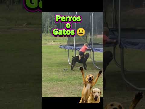 El mejor amigo #perros #cachorrosdivertidos #perrosdivertidos #mascotas #perroslindos