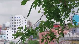 natural scenery of bangla