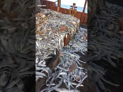 سحب شبكة صيد السمك #fishing #fish #seafood