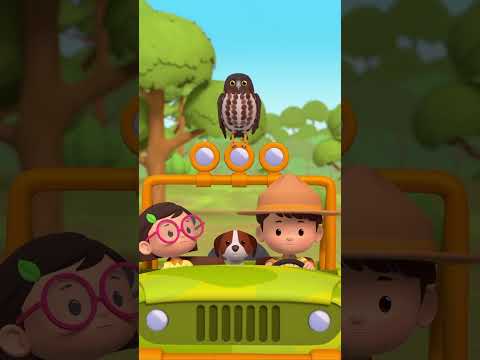 ¡La cabeza de este búho es tan estable como un gimbal! | Leo, El Explorador | Animación #shorts