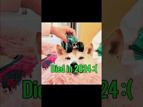 Legendary Dog & Cat Memes (Then Vs Now) (Extended) #shorts #dogs #cats #nostagia #thenandnow