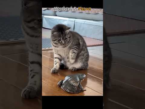 Mischief & Meows