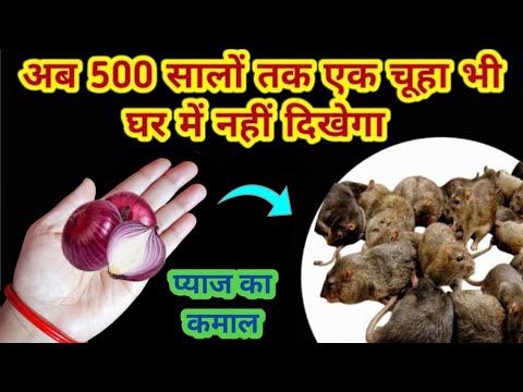 अगले 500 सालों तक एक भी चूहा  नही दिखेगा इस घरेलू तरीके से 😱 rid of mouse/ chuhe bhagane ka tarika