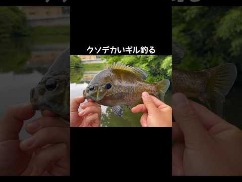 クソデカいギルを釣る
