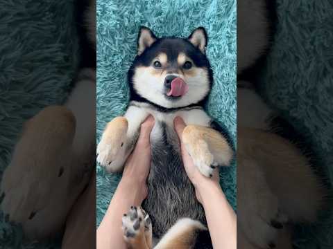 Most cute dog having birthday makeup😍||#shorts #shortsfeed #shortsvideo #viral #viralshorts #dog