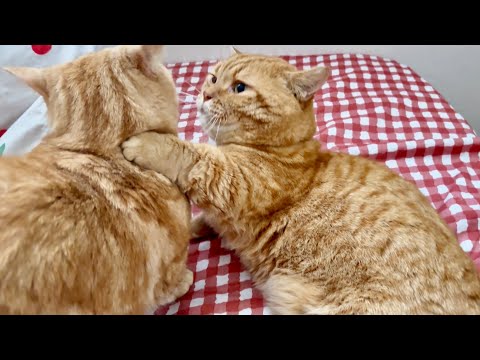 猫は...宝物です!