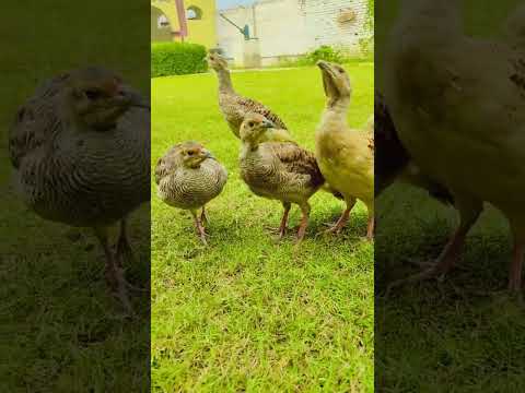 teetar family 🥰#viral #foryou