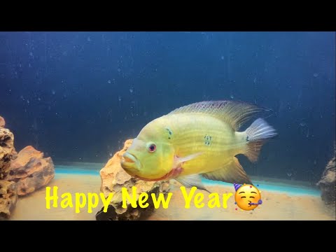 Last Video of my Favorite Fish before he died😢 